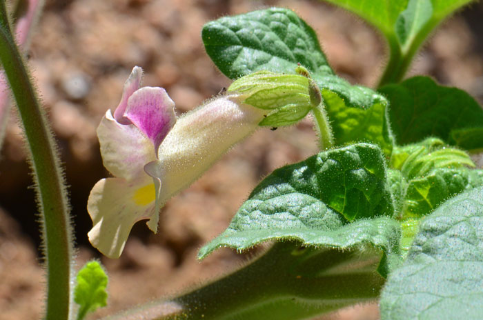 Proboscidea parviflora, Doubleclaw Proboscidea parviflora, Doubleclaw